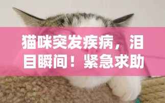 猫咪突发疾病,泪目瞬间!紧急求助与护理指南