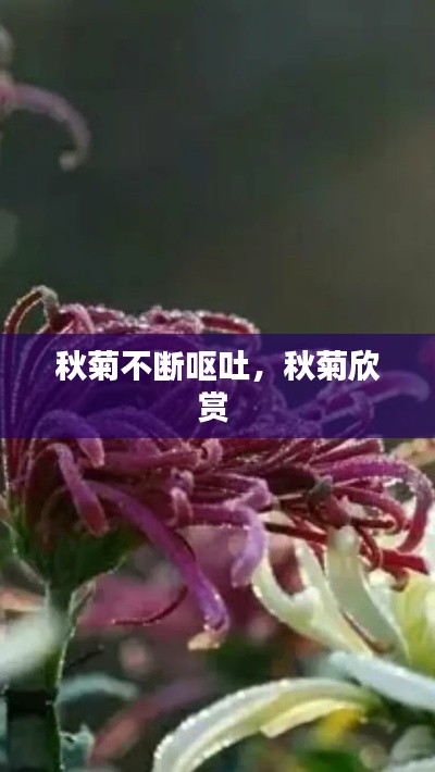 秋菊不断呕吐,秋菊欣赏