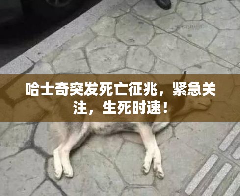 哈士奇突发死亡征兆,紧急关注,生死时速!