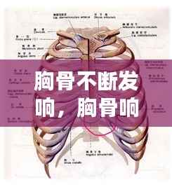 胸骨不断发响,胸骨响一下就不痛了