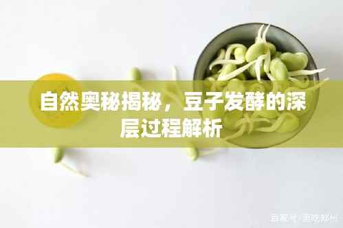自然奥秘揭秘,豆子发酵的深层过程解析
