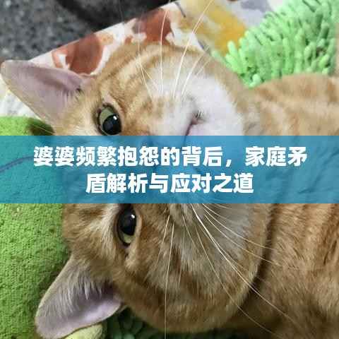 婆婆频繁抱怨的背后，家庭矛盾解析与应对之道