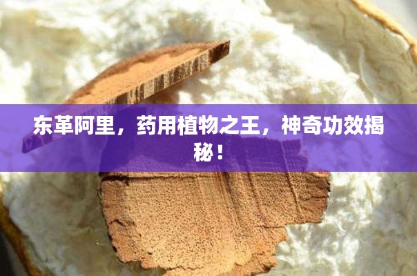 东革阿里,药用植物之王,神奇功效揭秘!