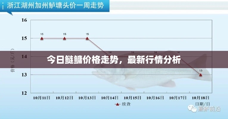 今日鲢鳙价格走势，最新行情分析