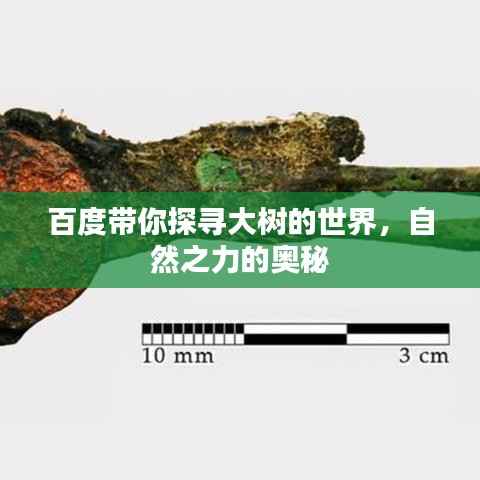 百度带你探寻大树的世界,自然之力的奥秘