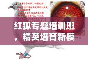 红狐专题培训班,精英培育新模式