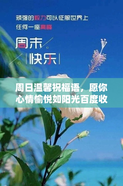 周日温馨祝福语,愿你心情愉悦如阳光百度收录