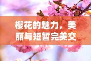 樱花的魅力,美丽与短暂完美交织