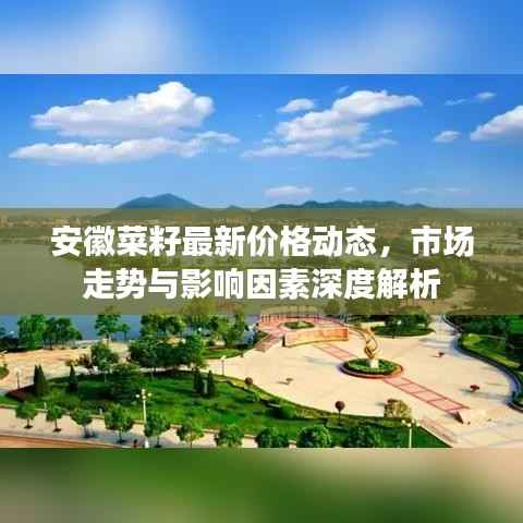 安徽菜籽最新价格动态,市场走势与影响因素深度解析